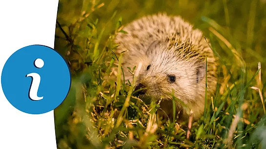 Auf dem Bild ist ein kleiner Igel zu sehen, der zwischen grünem Gras sitzt und vorsichtig mit der Nase durch die Halme schnuppert.