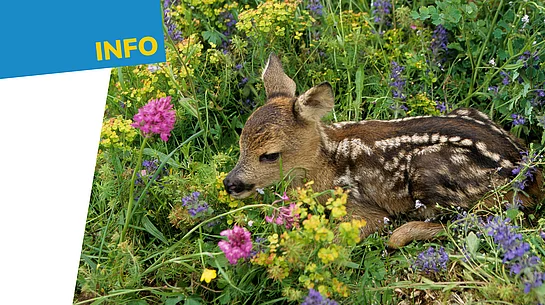 Ein junges Rehkitz liegt regungslos in einer blühenden Wiese zwischen violetten, gelben und rosafarbenen Wildblumen sowie hohem Gras. Das braun gefärbte Fell mit den typischen weißen Flecken tarnt das Tier hervorragend in seiner natürlichen Umgebung. Das Kitz blickt aufmerksam zur Seite und ist von dichter Vegetation umgeben – ein typisches Versteck in den ersten Lebenswochen.