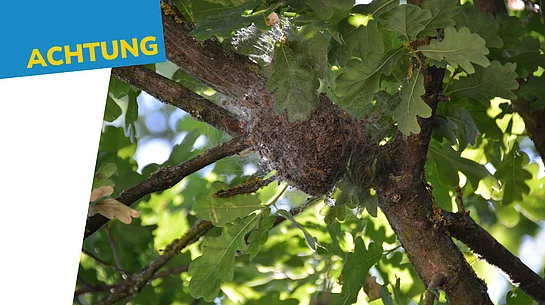 Zwischen den Ästen und Blättern einer Eiche befindet sich ein großes, von feinen Gespinsten umhülltes Nest des Eichenprozessionsspinners. Das dichte Gespinst umschließt einen Astgabelbereich und ist von grünem Laub umgeben. Links im Bild weist der Schriftzug „Achtung“ auf die potenzielle Gefahr hin.